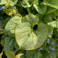 Brunnera macrophylla 'Jack's Gold'